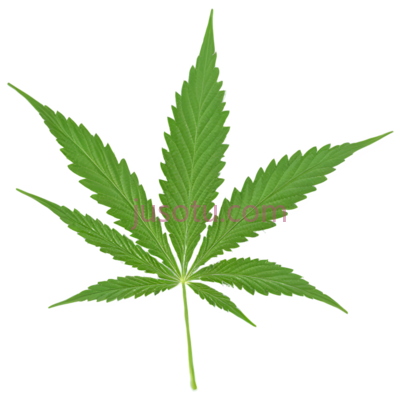 大麻叶,植物, PNG