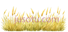 麦穗,卡通,黄色PNG