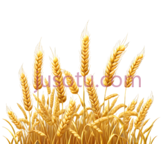 麦穗,插画,金黄色PNG