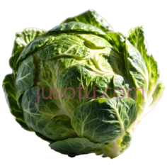 卷心菜,自然,绿色PNG