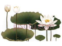 荷花,插画,白色PNG