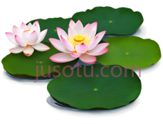 荷花,卡通,粉色PNG