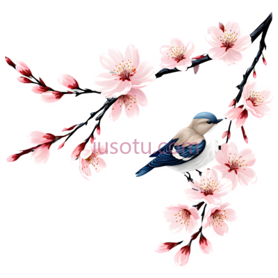 鸟,樱花,插画,粉色,蓝色,白色, PNG