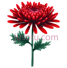 菊花,插画,红色PNG