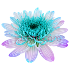 菊花,流光溢彩PNG