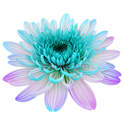 菊花,流光溢彩, PNG