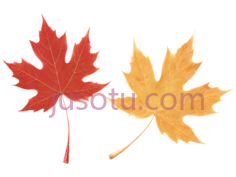 枫叶,自然,黄色PNG