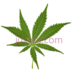 大麻植物, PNG