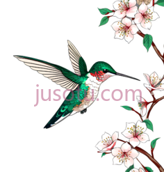 樱花,蜂鸟PNG
