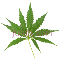 大麻叶PNG