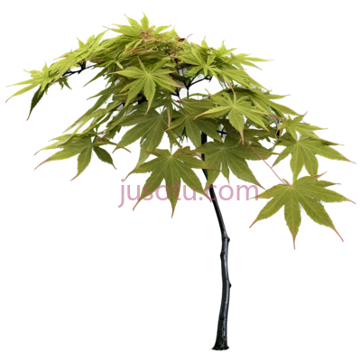 枫树,插画,绿色, PNG