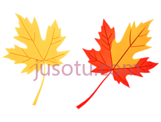 枫叶,插画,红色PNG