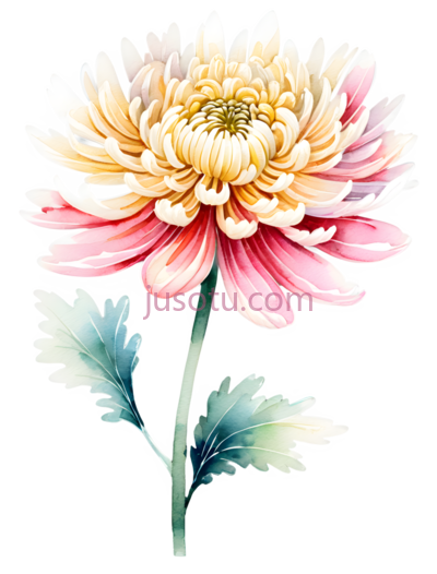古风菊花,花瓣, PNG