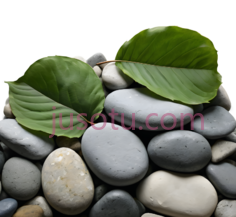 石头,树叶PNG