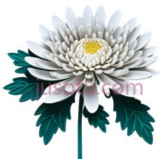 菊花,插画,白色, 黄色, 绿色PNG