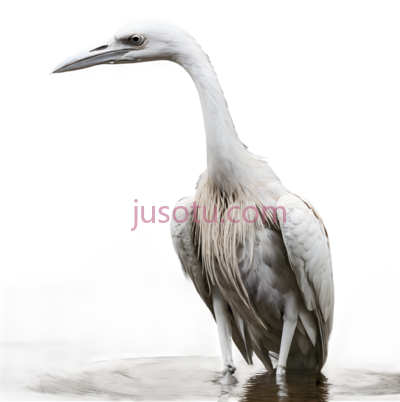 鸟类, PNG
