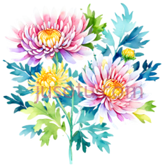 菊花,拼接PNG