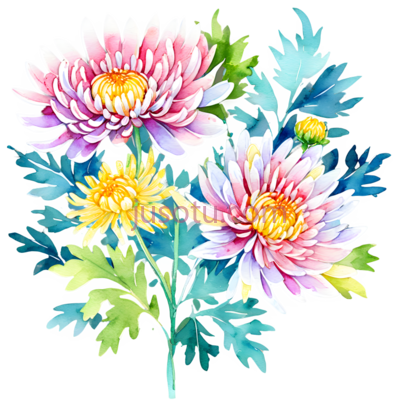 菊花,拼接, PNG