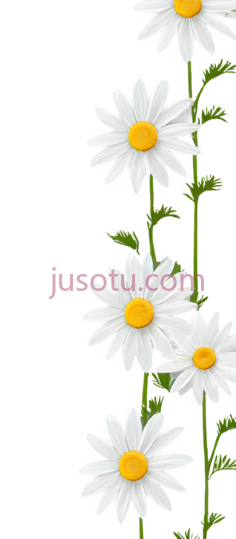 可爱,雏菊, PNG