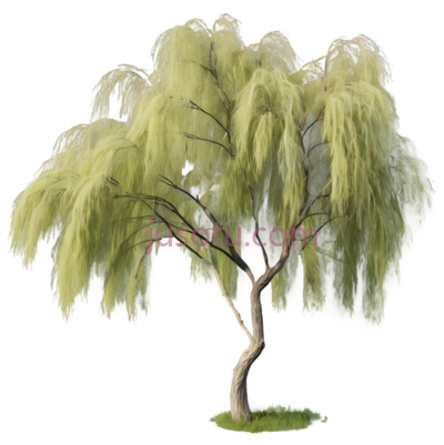 柳树, PNG