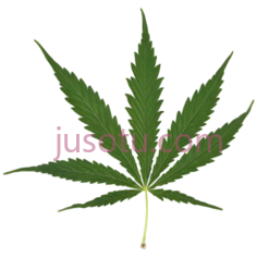 大麻叶PNG