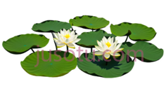池塘,荷花叶,绿色,美景PNG