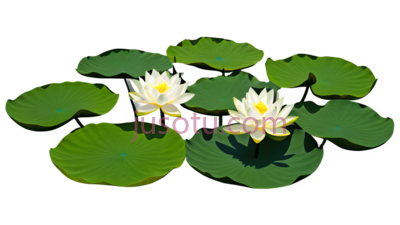 池塘,荷花叶,绿色,美景, PNG