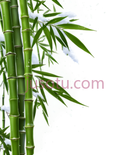 竹子,自然,绿色PNG