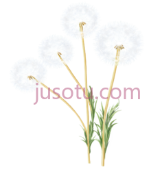 蒲公英, PNG