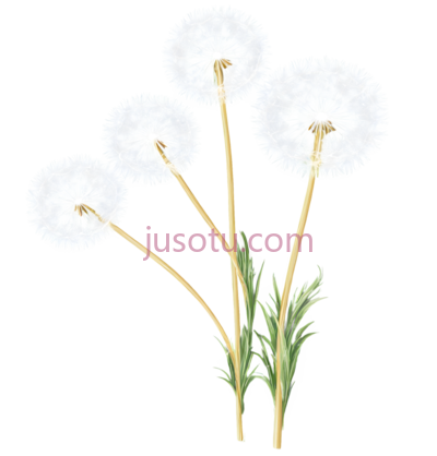 蒲公英, PNG
