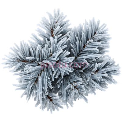 松枝,雪覆盖,白色, PNG