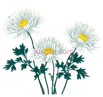菊瓣,花艺, PNG