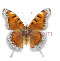 蝴蝶,自然,橙色,白色PNG