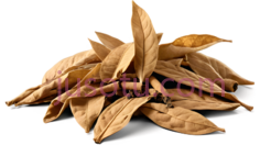 烟叶,落叶PNG