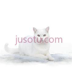 猫,坐姿,白色PNG