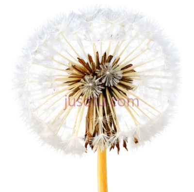 霜冻,蒲公英, PNG