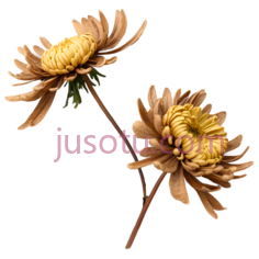 菊花,自然,黄色PNG