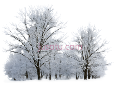 雪树,冬季,白色, PNG