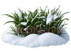 雪地植物,卡通,绿色PNG