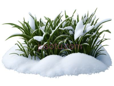 雪地植物,卡通,绿色, PNG