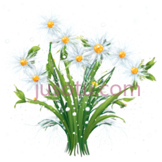 雏菊,插画,白色,黄色PNG