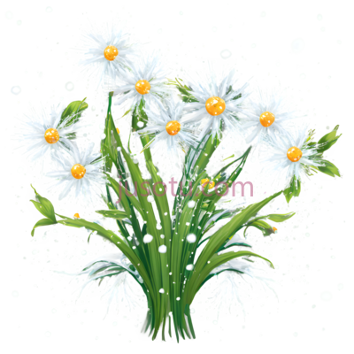 雏菊,插画,白色,黄色, PNG