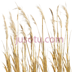 麦穗,自然,黄色PNG