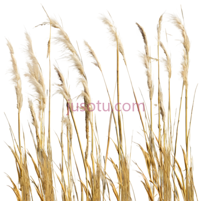 麦穗,自然,黄色, PNG