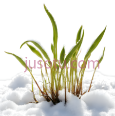 植物,自然生长,绿色PNG