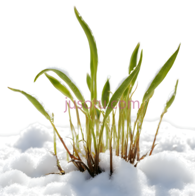 植物,自然生长,绿色, PNG