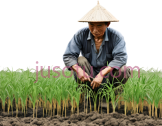 农民,水稻,耕作PNG