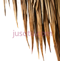 羽毛,自然,棕色PNG