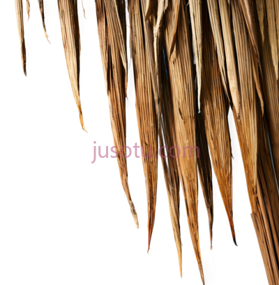羽毛,自然,棕色, PNG
