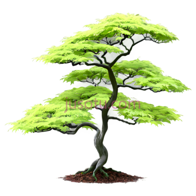 枫树, PNG